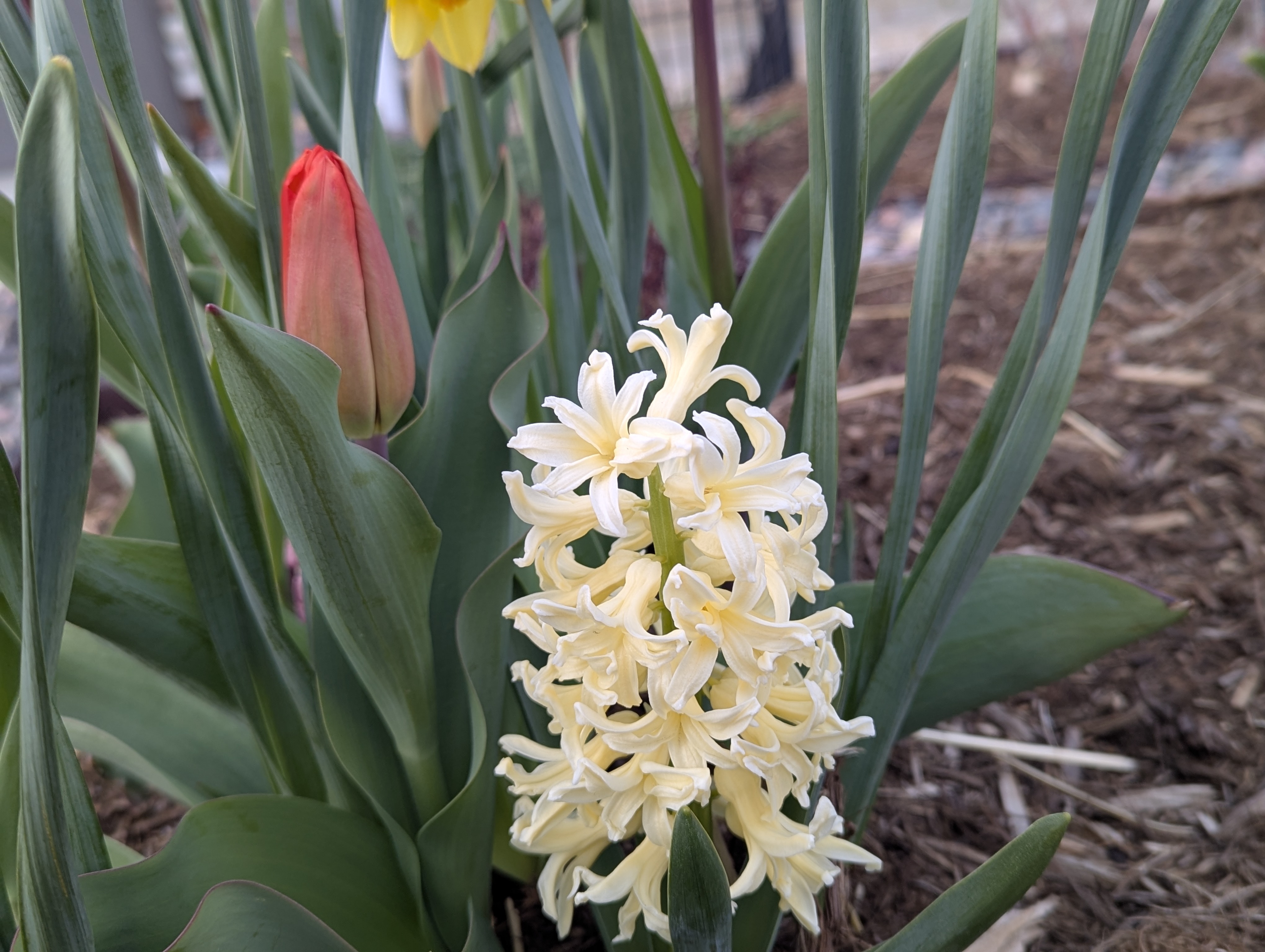 Hyacinth, Tulips, Morrison, Colorado